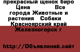 прекрасный щенок биро › Цена ­ 20 000 - Все города Животные и растения » Собаки   . Красноярский край,Железногорск г.